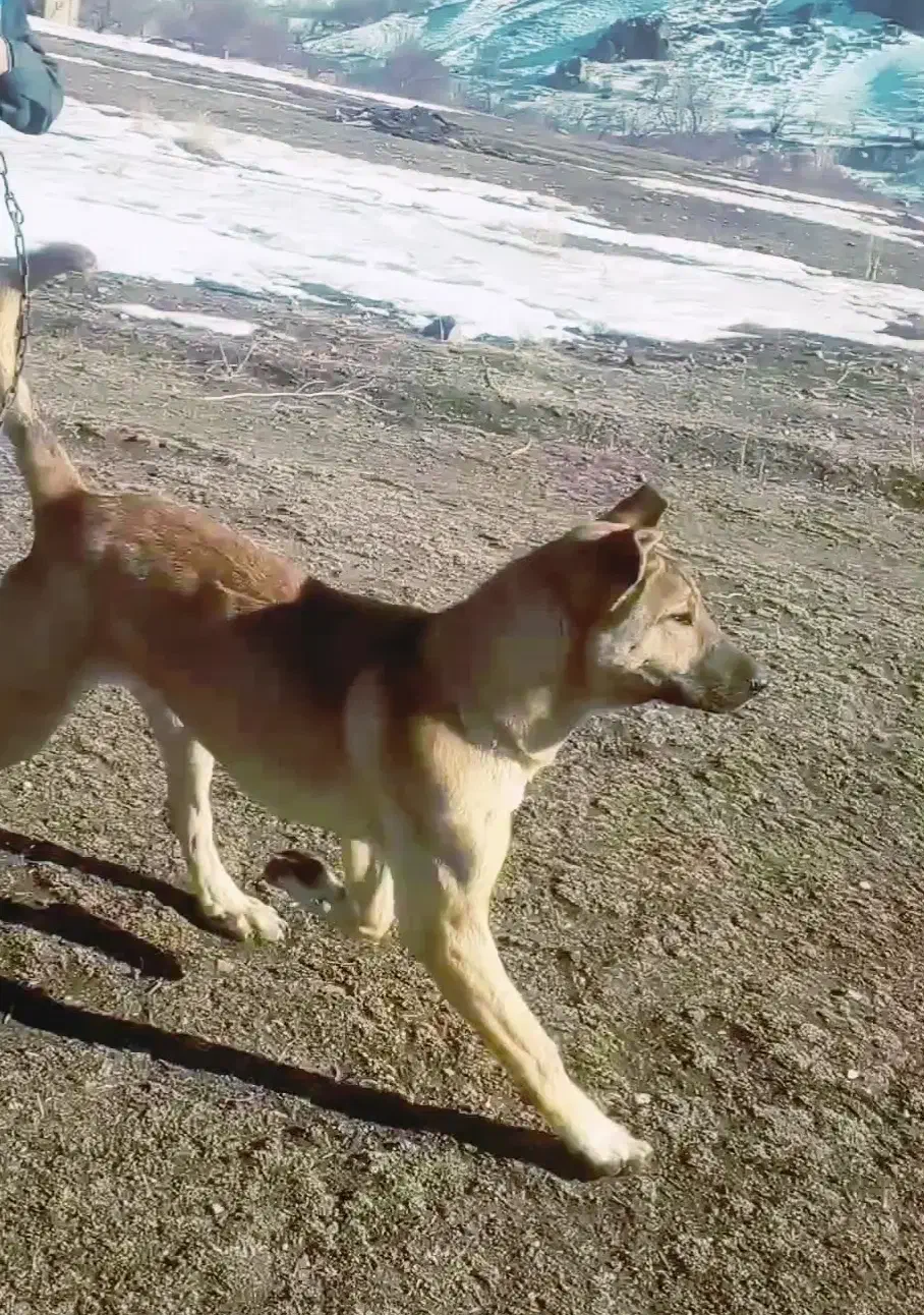 ۱۵۰۰۰۰۰۰۰میلیون|سگ|ماهنشان, |دیوار