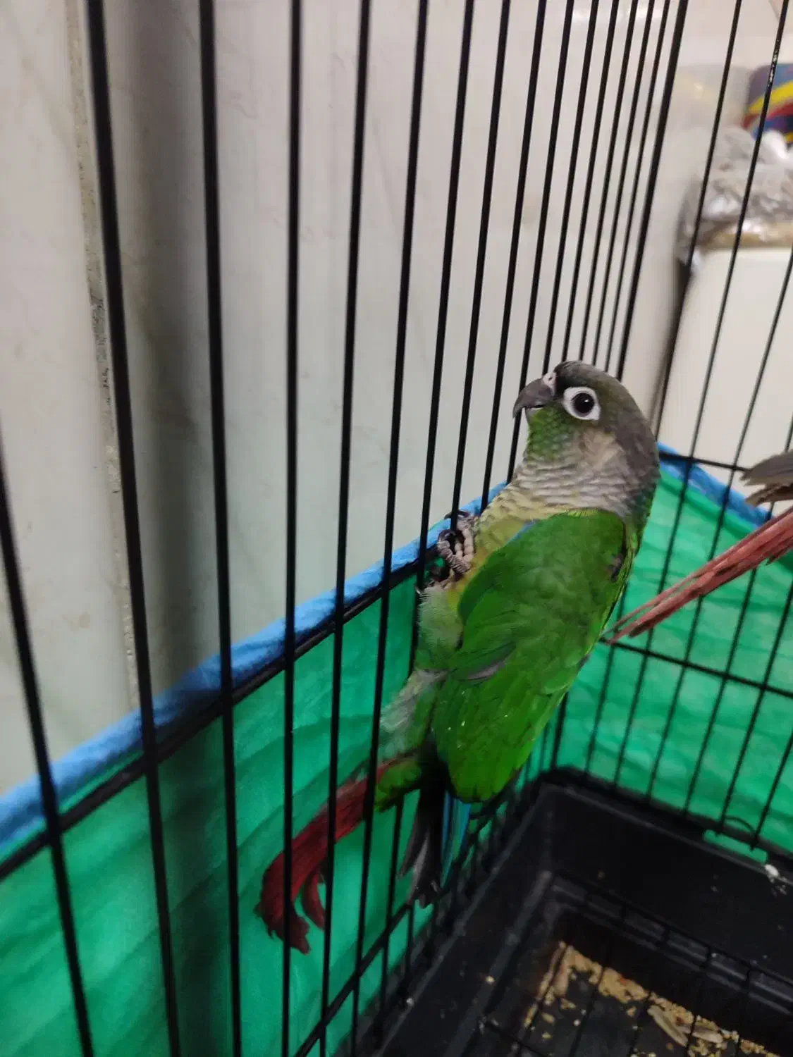 گرینچیک|پرنده|قم, آزادگان|دیوار