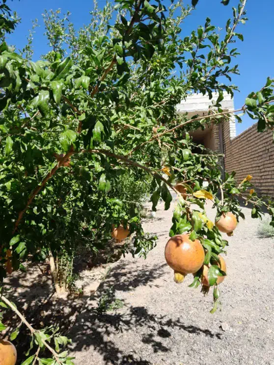 باغ ویلا ۲۶۲ متری|فروش خانه و ویلا|کوهپایه, |دیوار