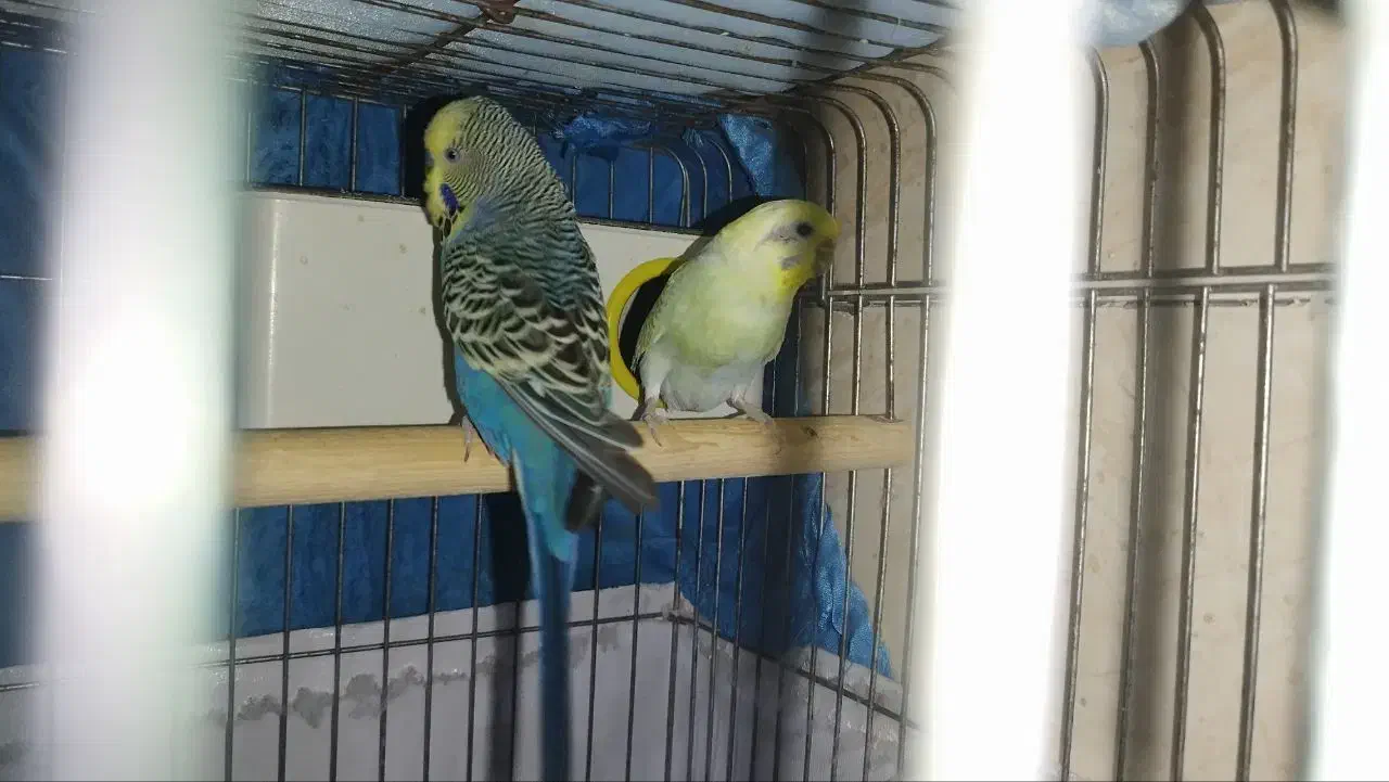 یک جفت مرغ عشق فوق مولد|پرنده|آبادان, |دیوار