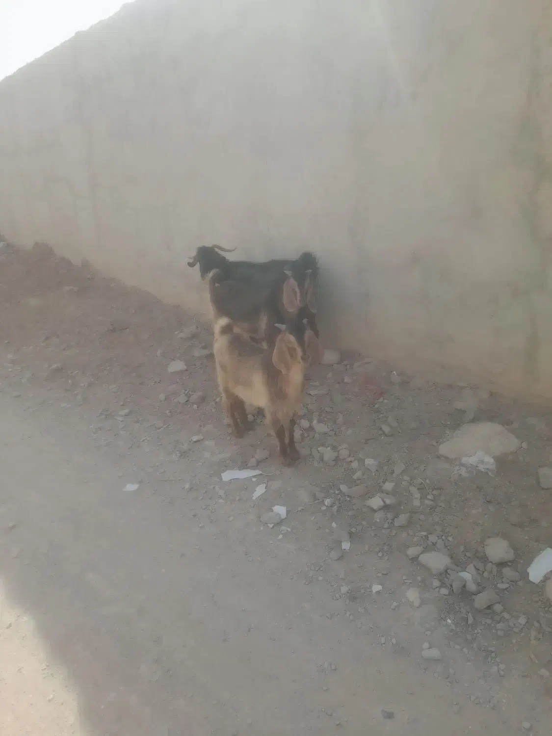 ۳۶۰|حیوانات مزرعه|خاش, |دیوار