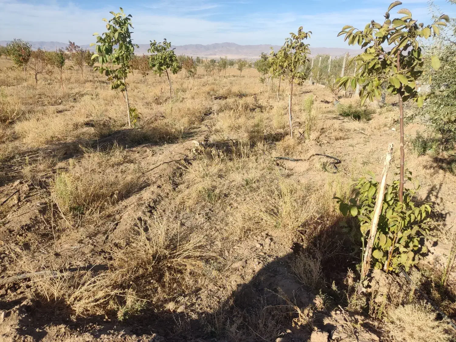 فروش باغ شهر در سلطانیه|فروش زمین و ملک کلنگی|سلطانیه, |دیوار