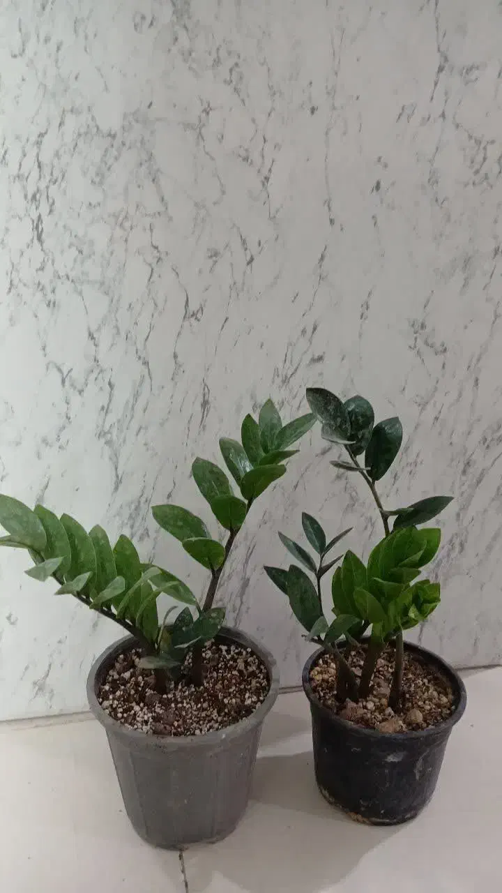 حراج زامفولیا|گل و گیاه طبیعی|سمنان, |دیوار