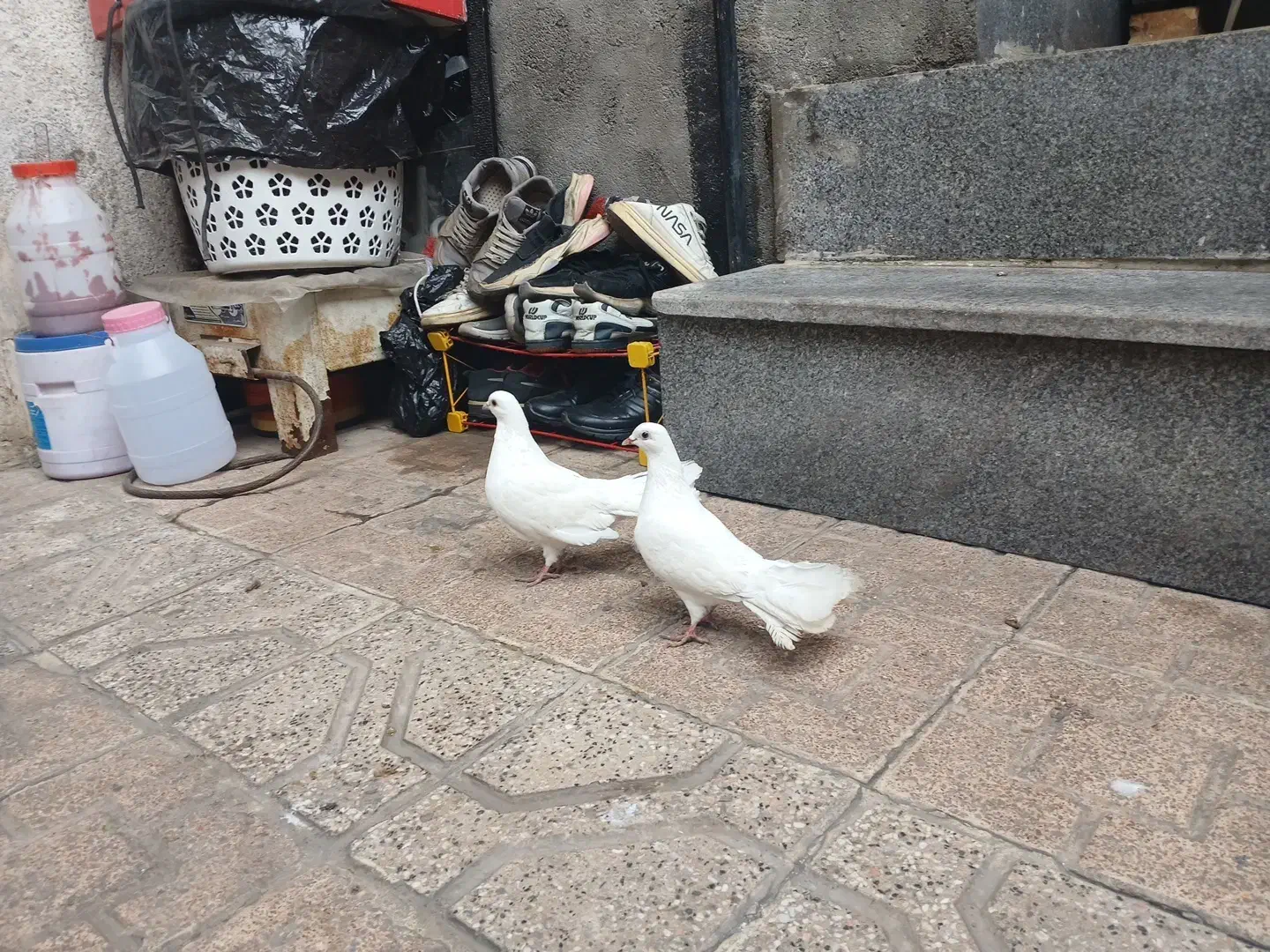 دم چتری.|پرنده|مشهد, محمدآباد|دیوار