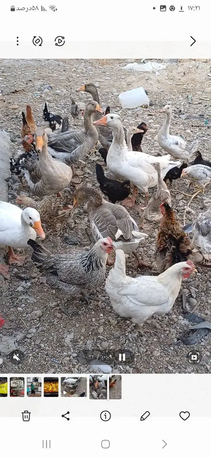 فروش جوجه مرغ|حیوانات مزرعه|گتوند, |دیوار