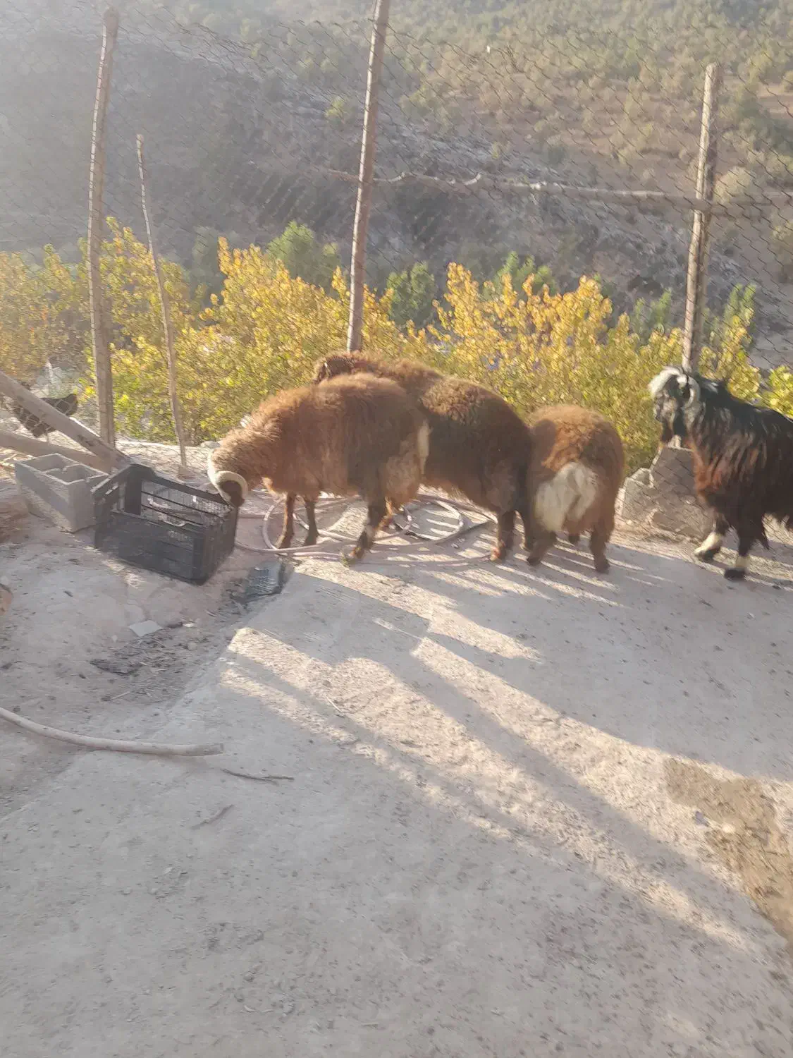 بره نر وکهرنر|حیوانات مزرعه|منج, |دیوار