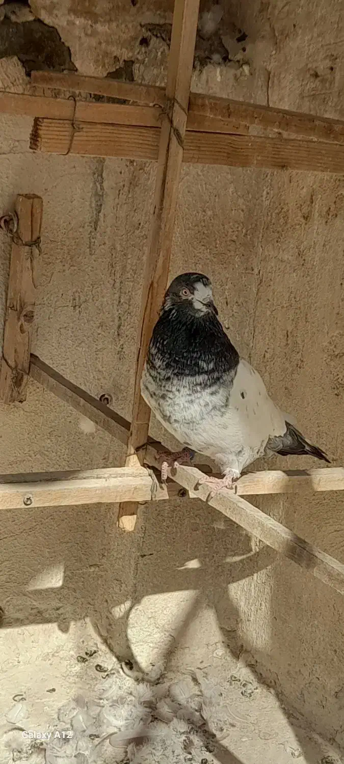 کبوتر   کفتر|پرنده|تهران, مسعودیه|دیوار