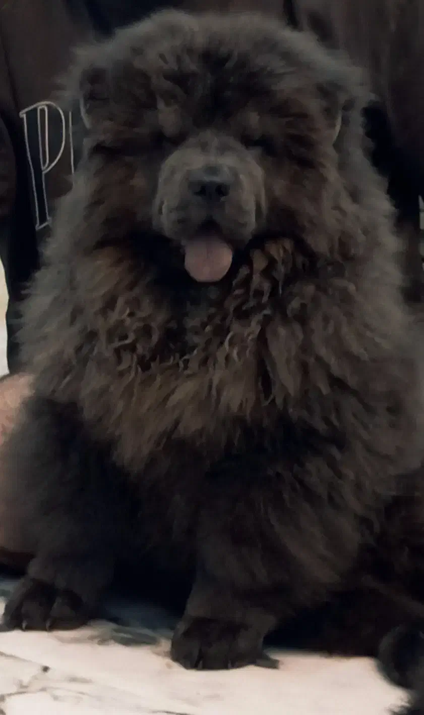 چاو چاو بلو نر جهت کشش و جفتگیری|سگ|تهران, شهرک غرب|دیوار