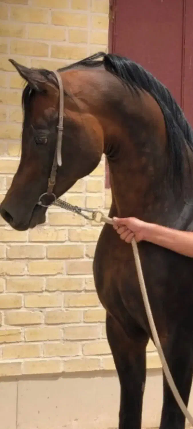 نریان یکسر کره تاج|اسب و تجهیزات اسبسواری|یزد, |دیوار