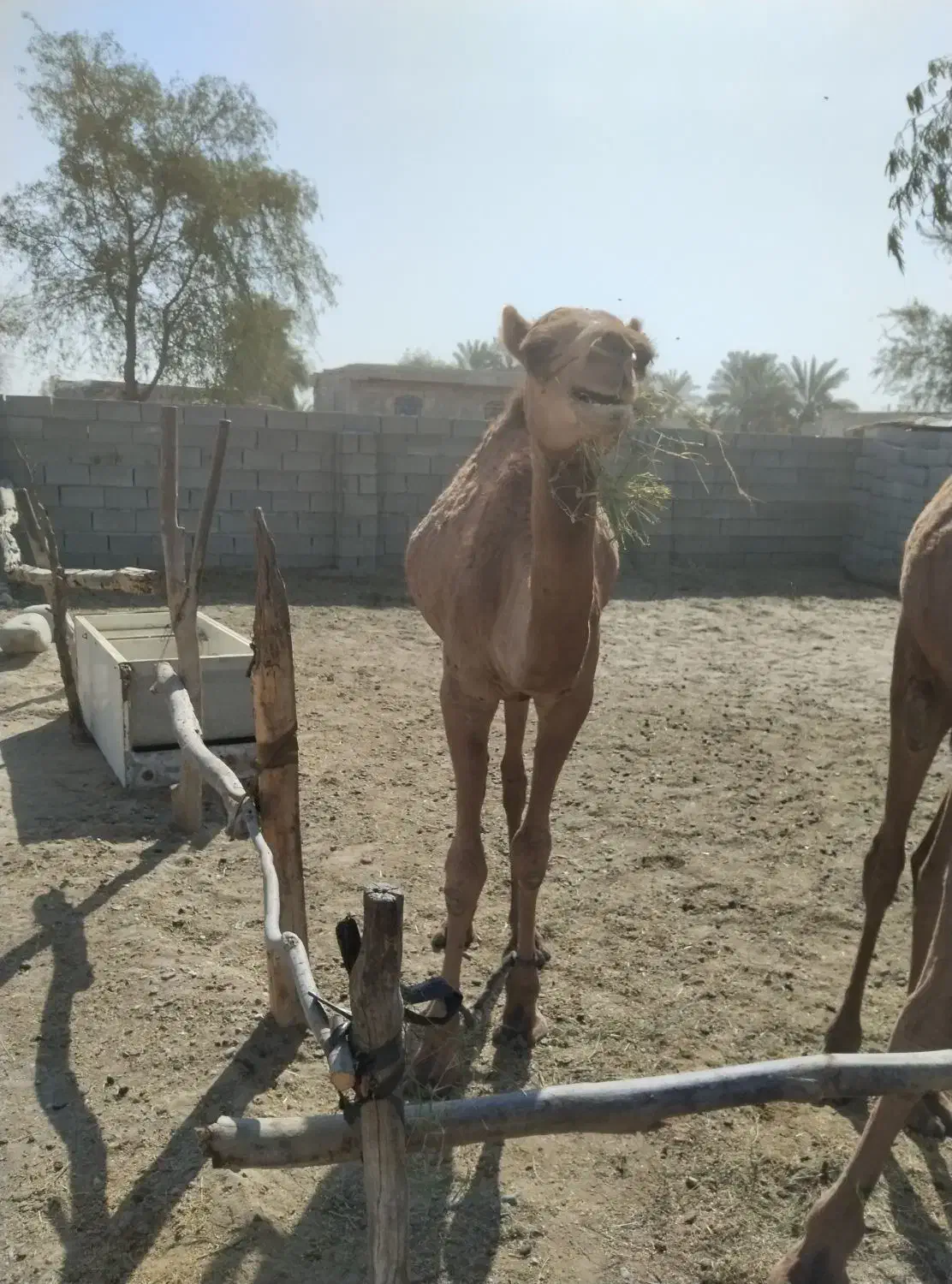 شتر ماده دوساله هست قیمت 58میلیون|حیوانات مزرعه|تخت, |دیوار