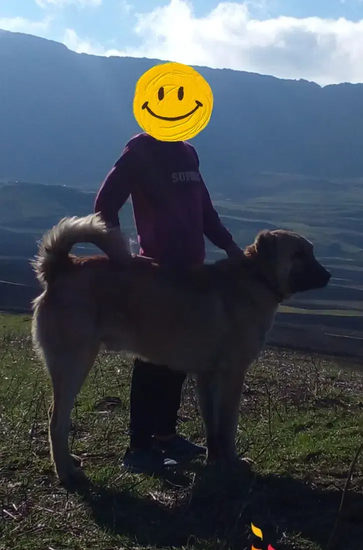 سگ سرابی نر|سگ|اردبیل, |دیوار