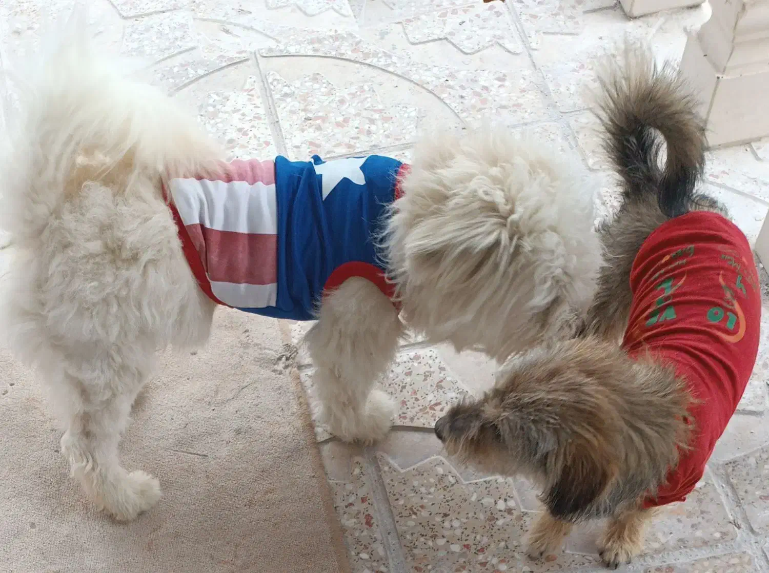 دوتا سگ زیبا و باهوش|سگ|سنگر, |دیوار