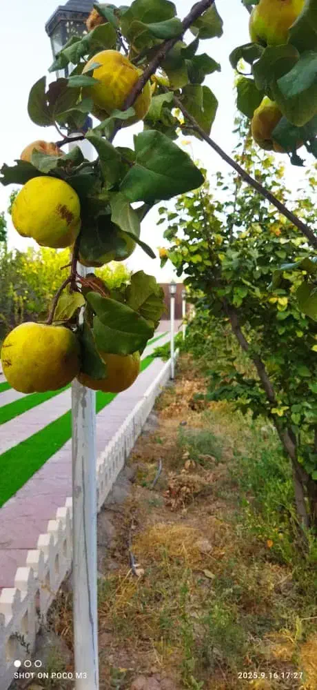 فروش به ارگانیک (بخش توضیحات آگهی حتما مطالعه شود)|خوردنی و آشامیدنی|تهران, اختیاریه|دیوار