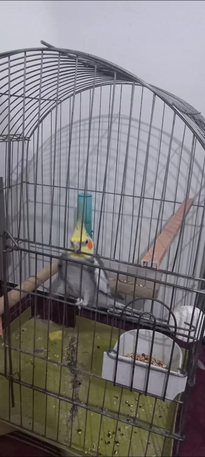 پرنده|پرنده|فولادشهر, مسکن مهر فولادشهر|دیوار