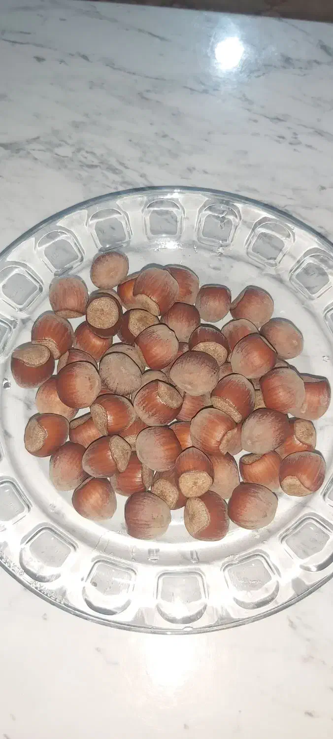 فندق ارگانیک درشت|خوردنی و آشامیدنی|رستم‌آباد, |دیوار