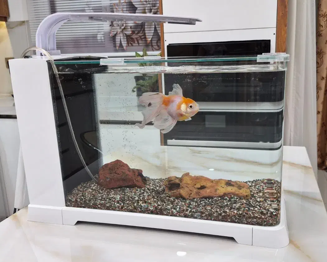 آکواریوم|ماهی|شهرکرد, |دیوار