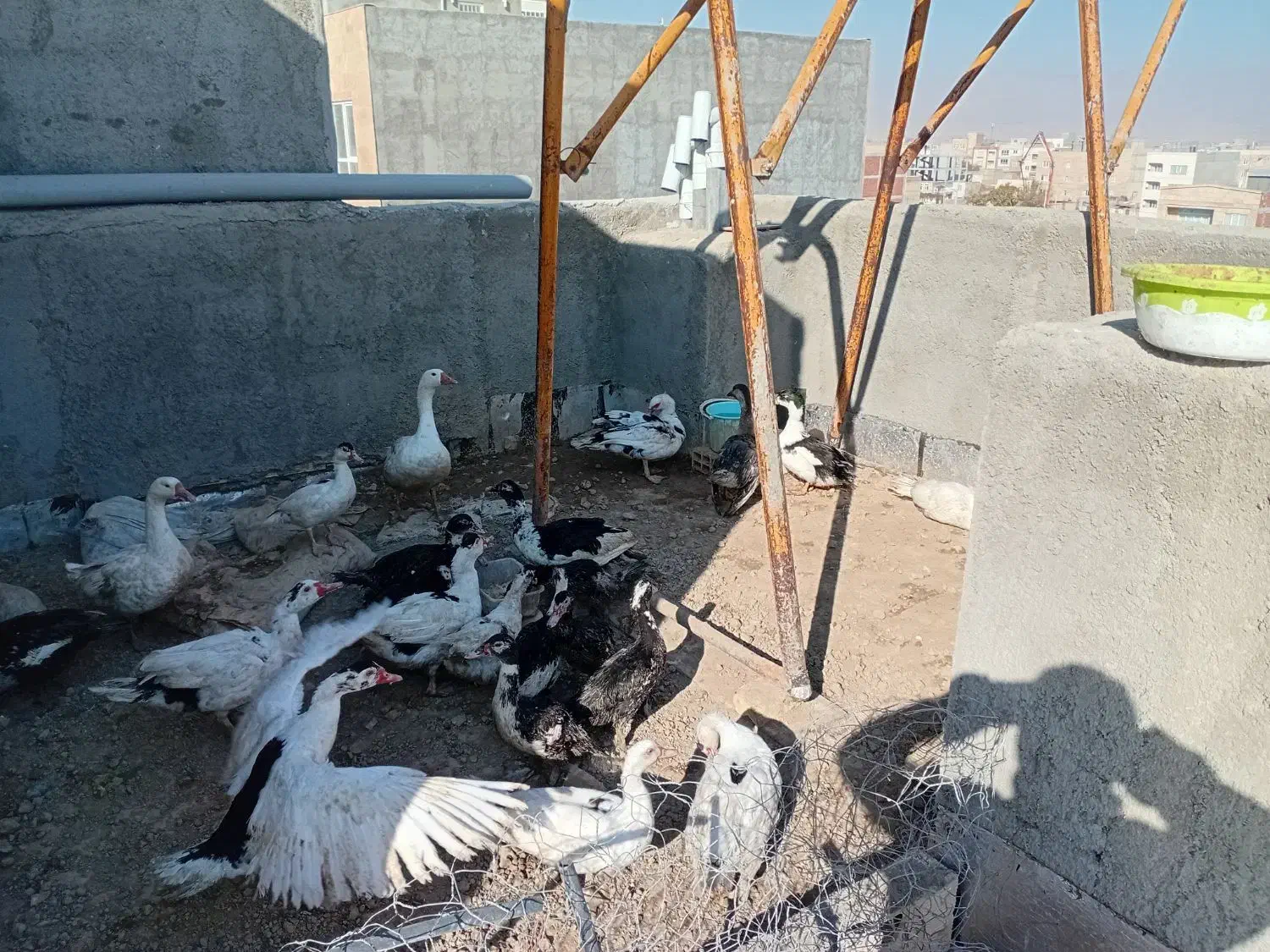 غاز سیکاس اردک|حیوانات مزرعه|بجنورد, |دیوار