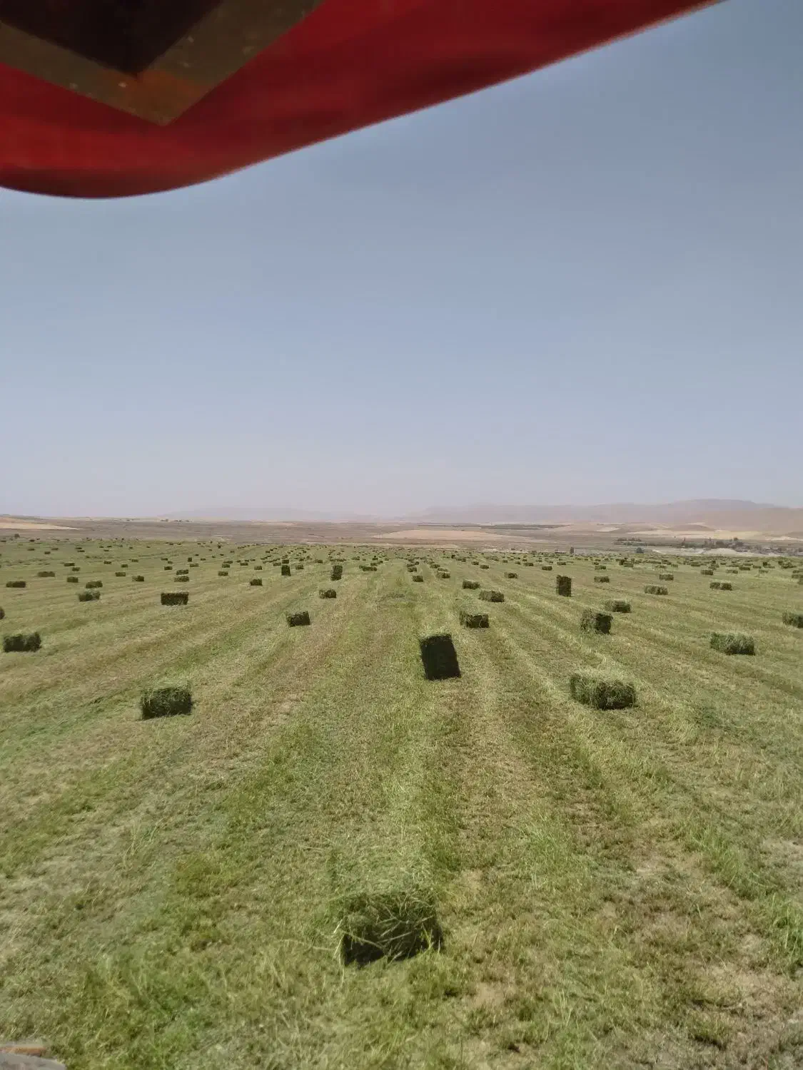 یونجه|لوازم جانبی حیوانات|دورود, |دیوار