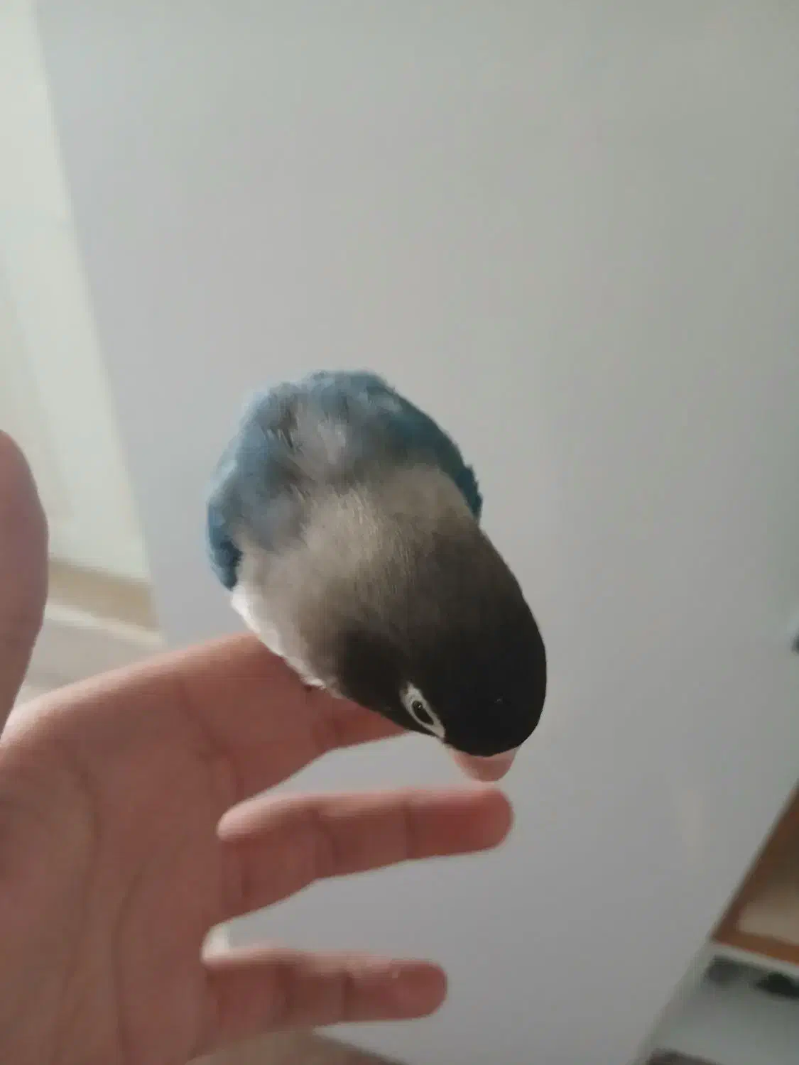 کوتوله برزیلی ماسکی نر|پرنده|قم, پردیسان|دیوار