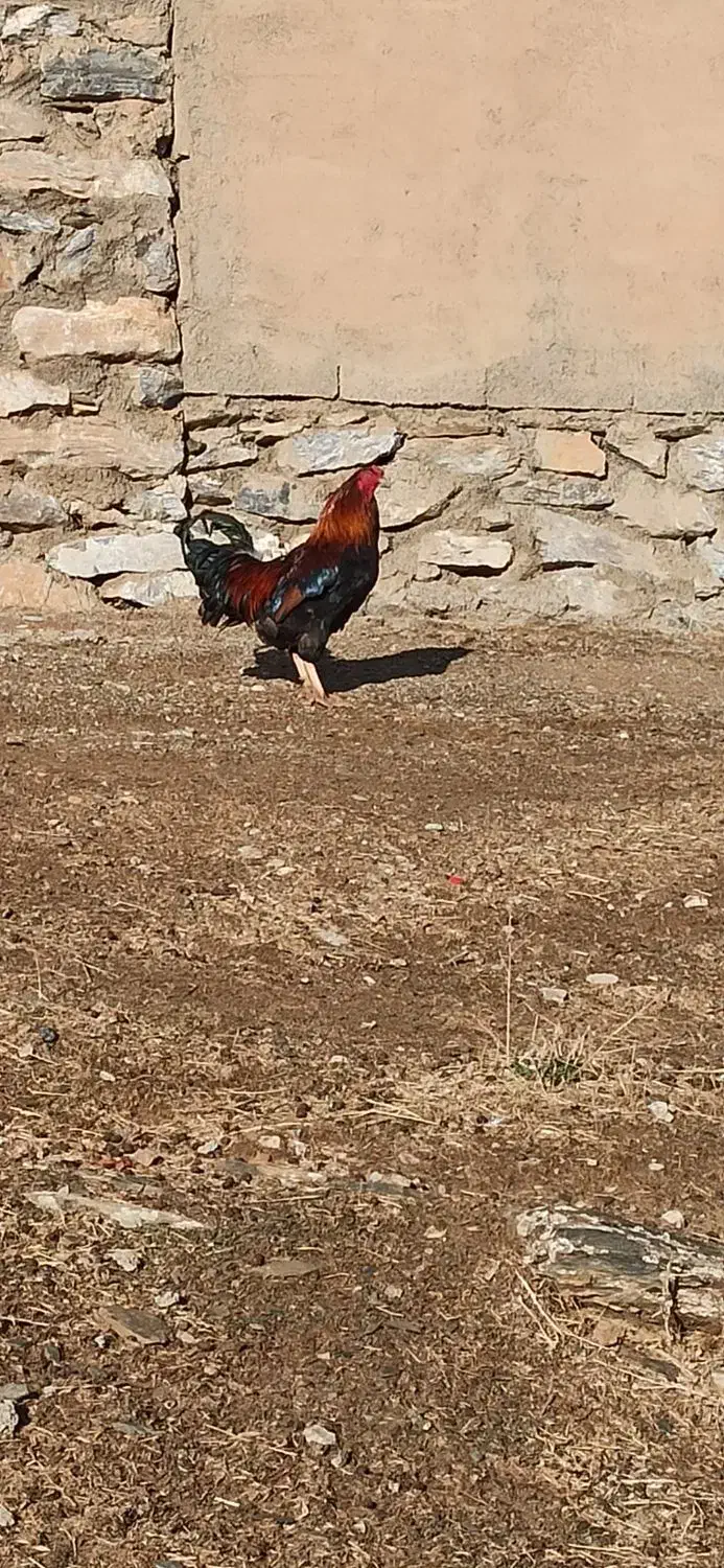 خرووس کوردی|حیوانات مزرعه|بانه, |دیوار