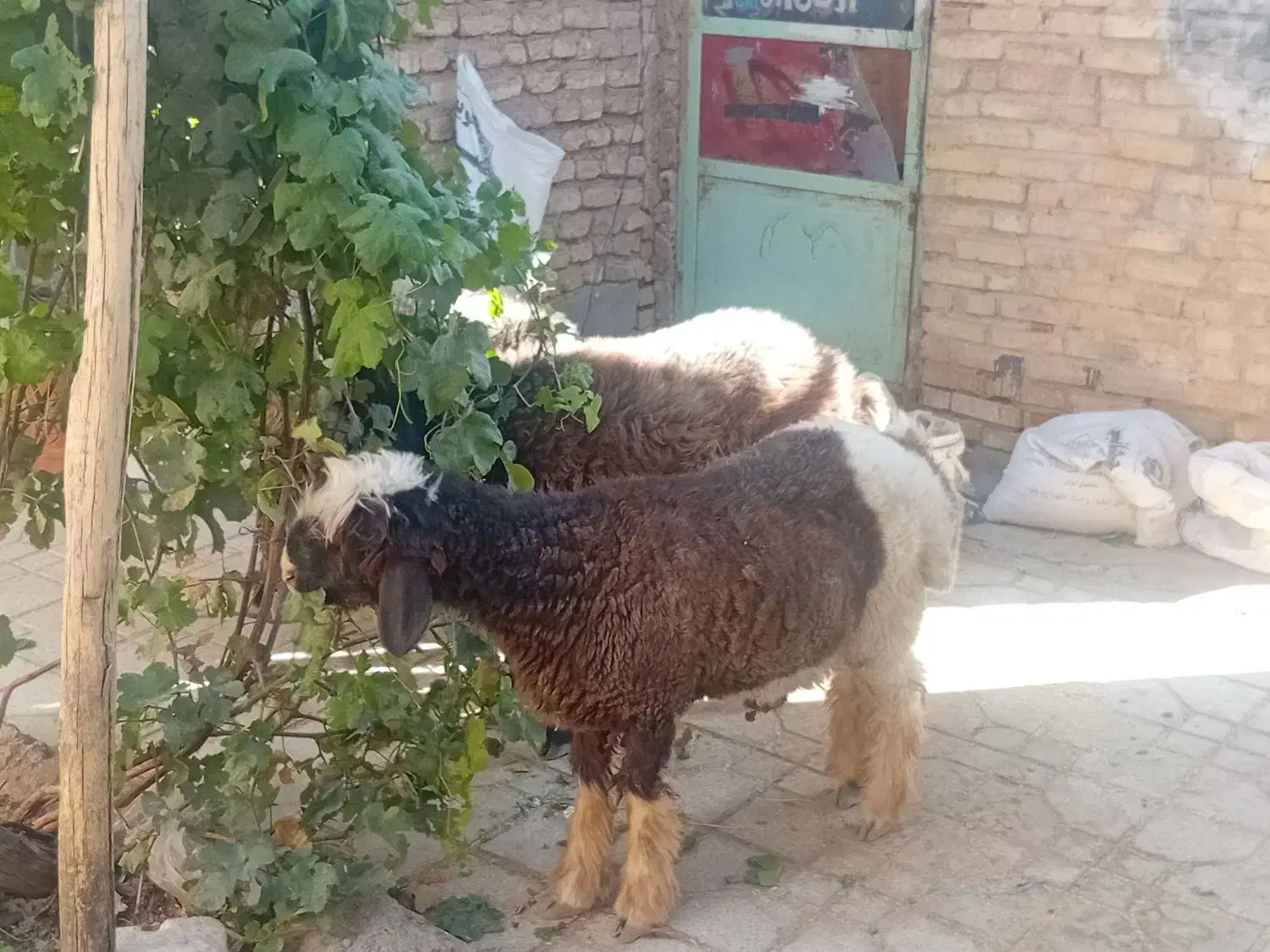 فروش بره|حیوانات مزرعه|بروجن, |دیوار