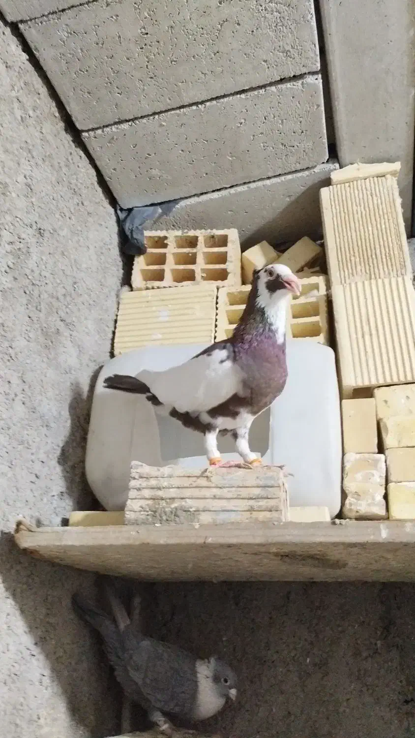 پیسه نر جوان|پرنده|شوشتر, |دیوار