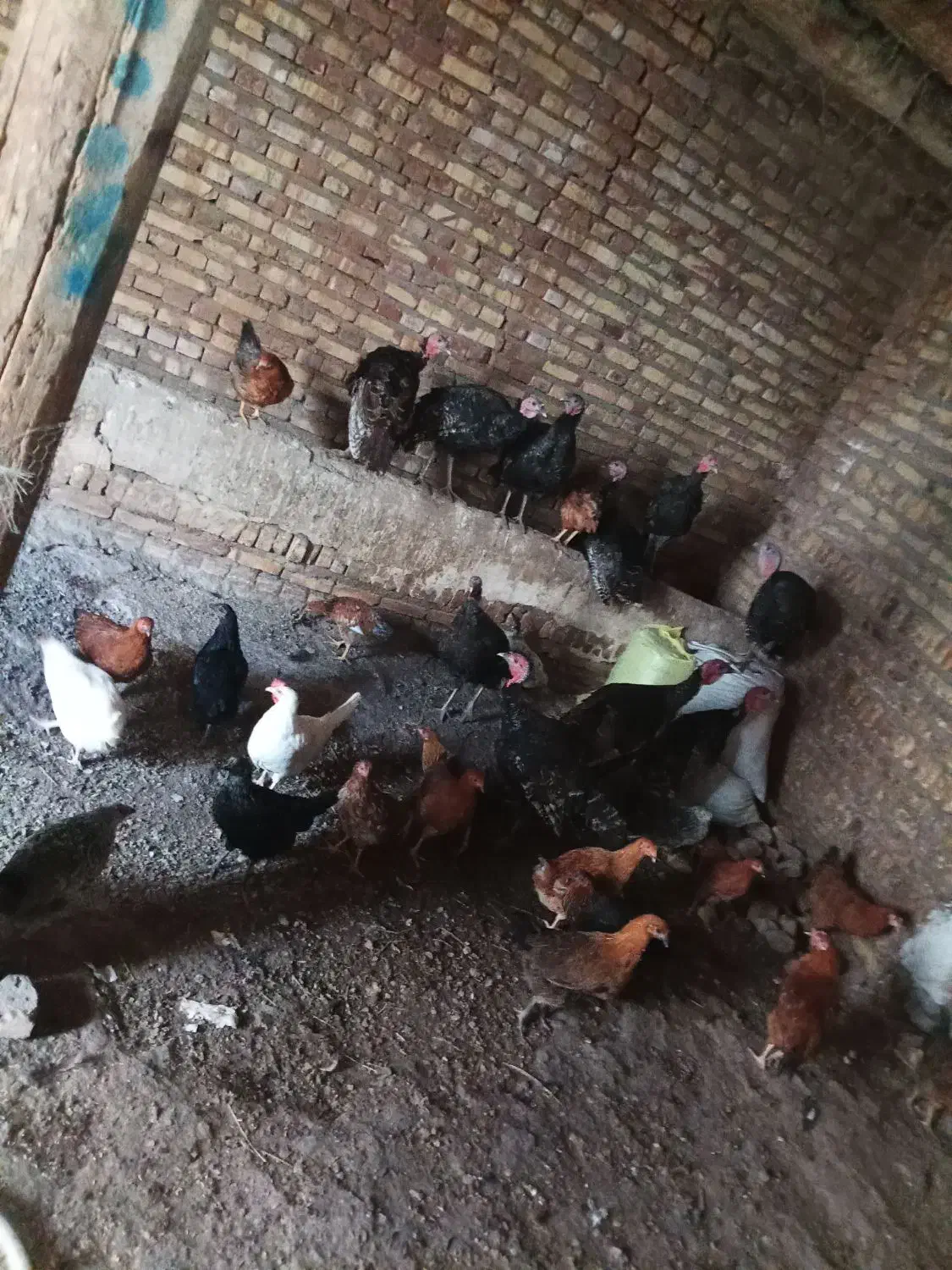 بوغلمون|حیوانات مزرعه|خواجه, |دیوار