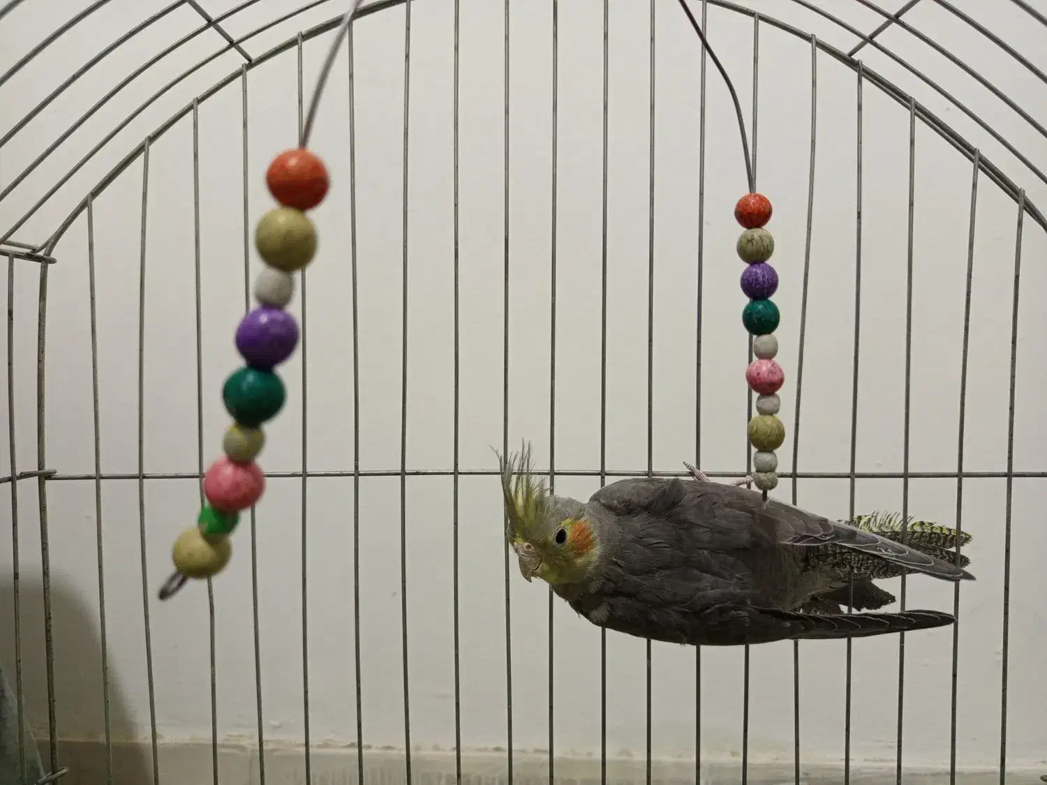 عروس هلندی نر|پرنده|شهریار, کهنز|دیوار