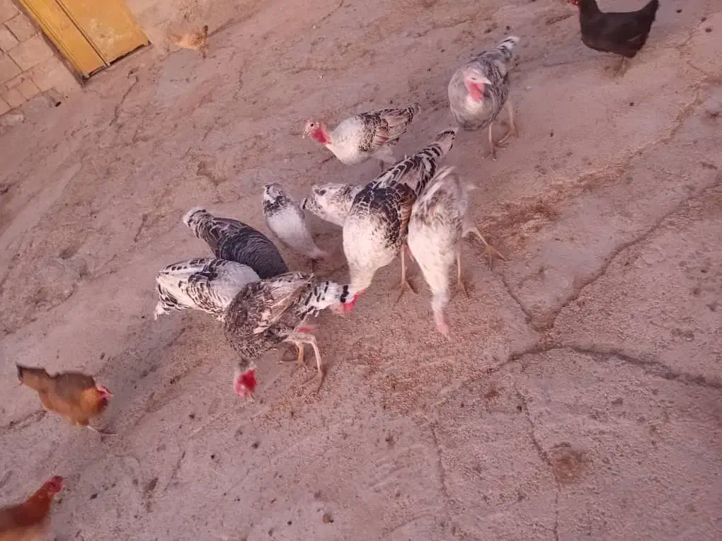 بوقلمون|حیوانات مزرعه|ایذه, |دیوار