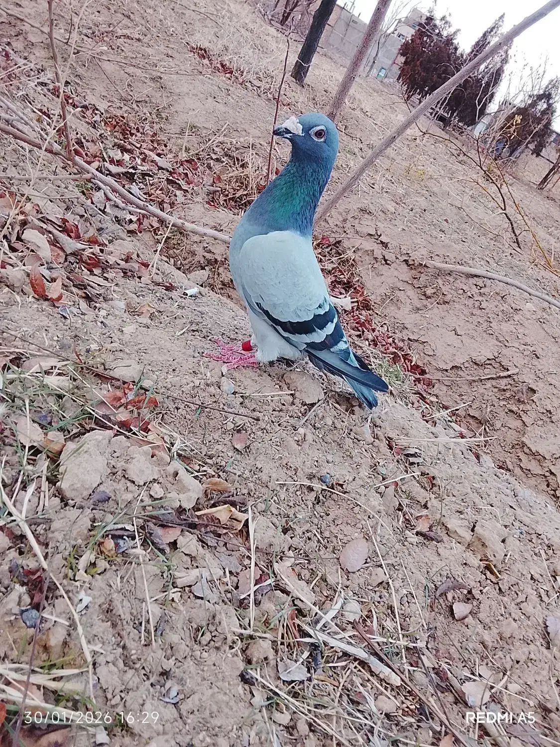 کفترسبزو طوقی|پرنده|تایباد, |دیوار