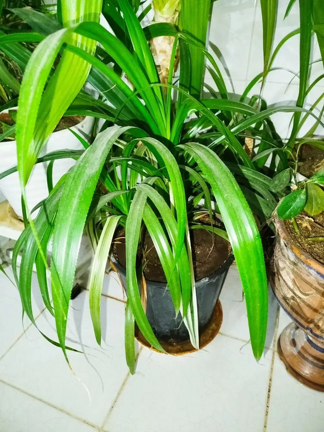 گل با گلدان|گل و گیاه طبیعی|ملایر, |دیوار