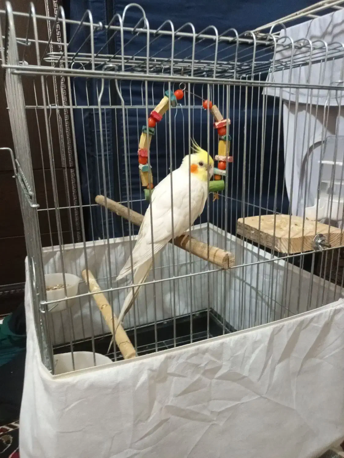 عروس هلندی لوتینو همراه با قفس|پرنده|الوند, |دیوار