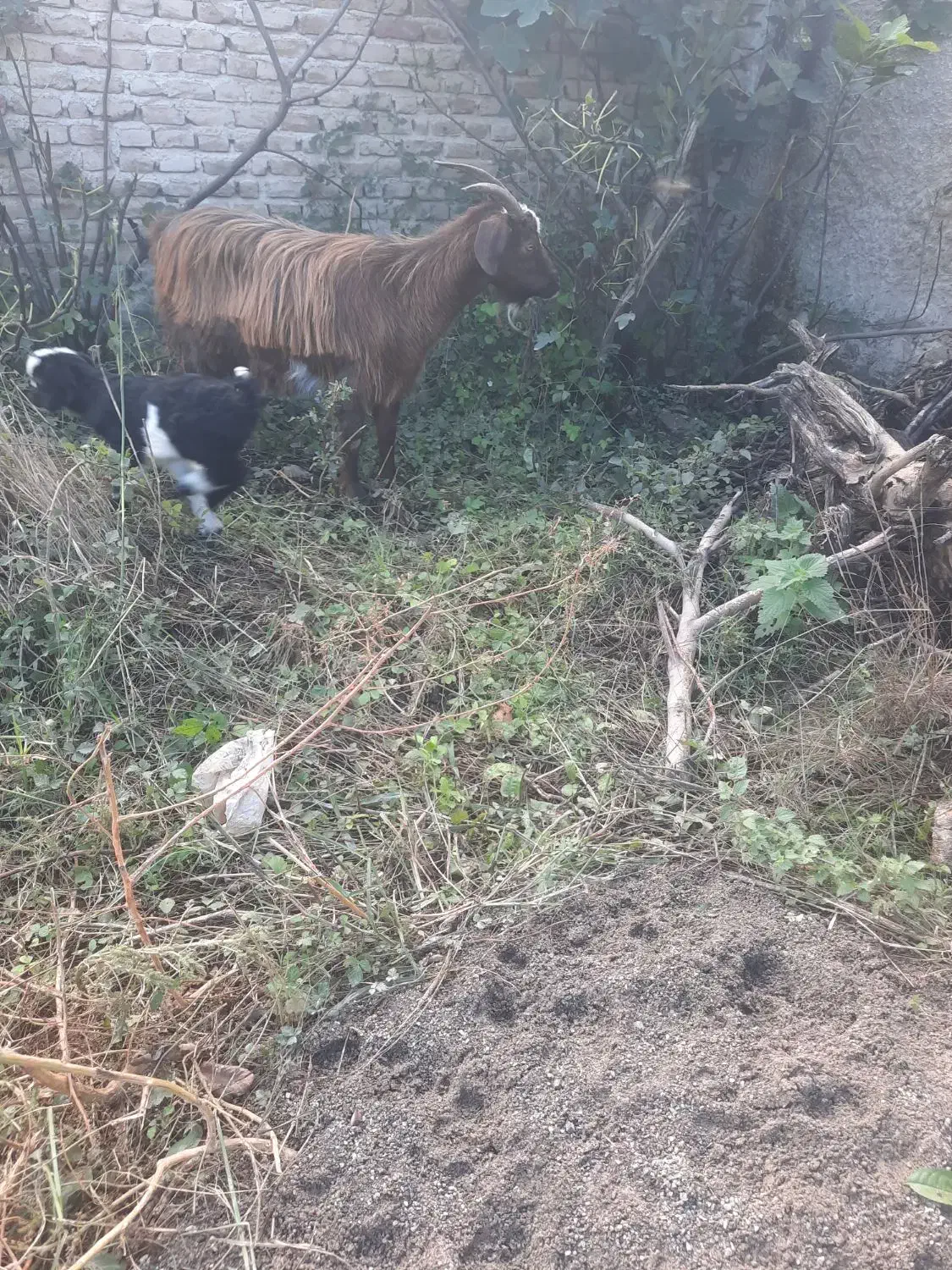 بز جوان وچاق همراه با بزغاله|حیوانات مزرعه|بهشهر, |دیوار