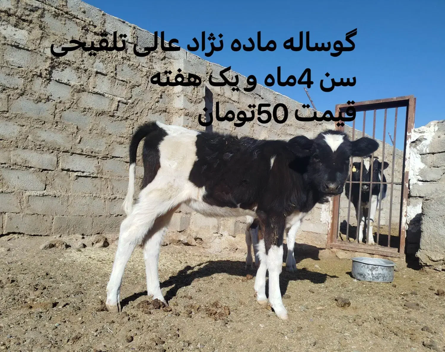 فروش گوساله و گاو هلشتاین|حیوانات مزرعه|بیرجند, |دیوار