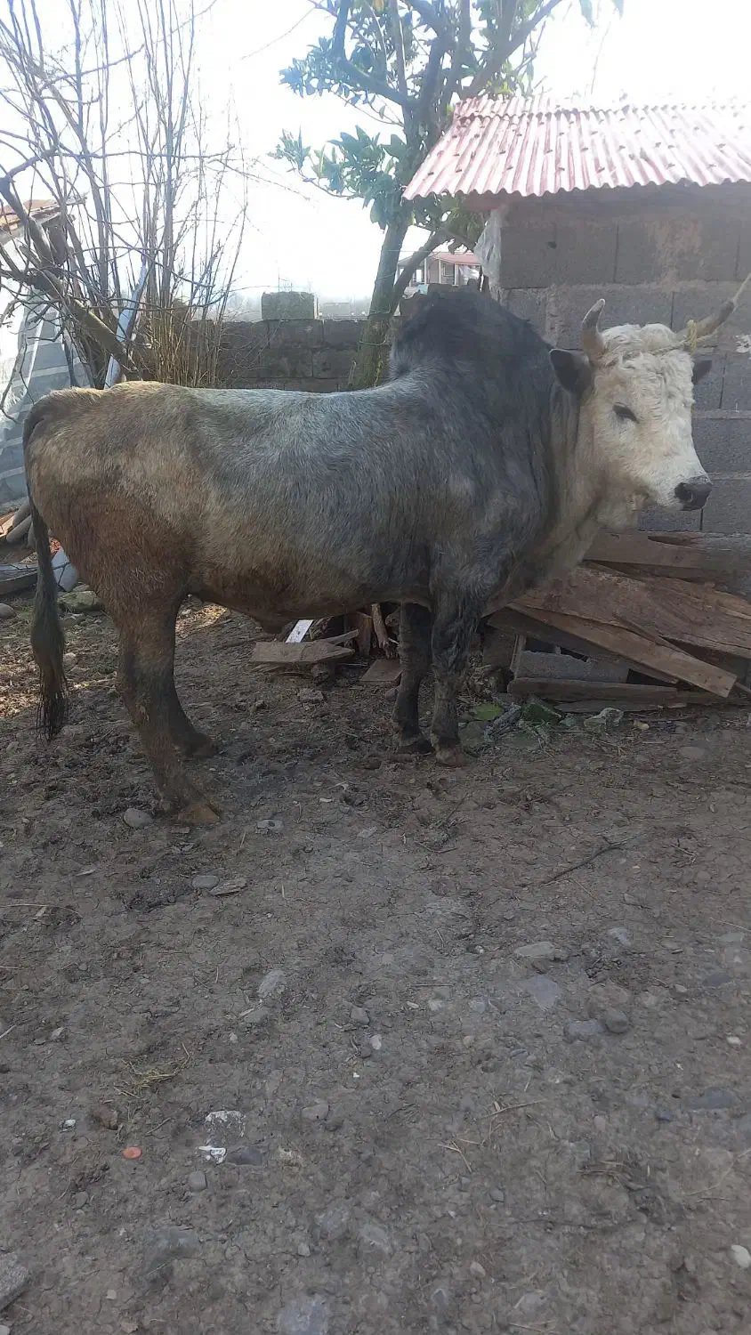 ورزا‌محلی|حیوانات مزرعه|رشت, شهرک صنعتی|دیوار
