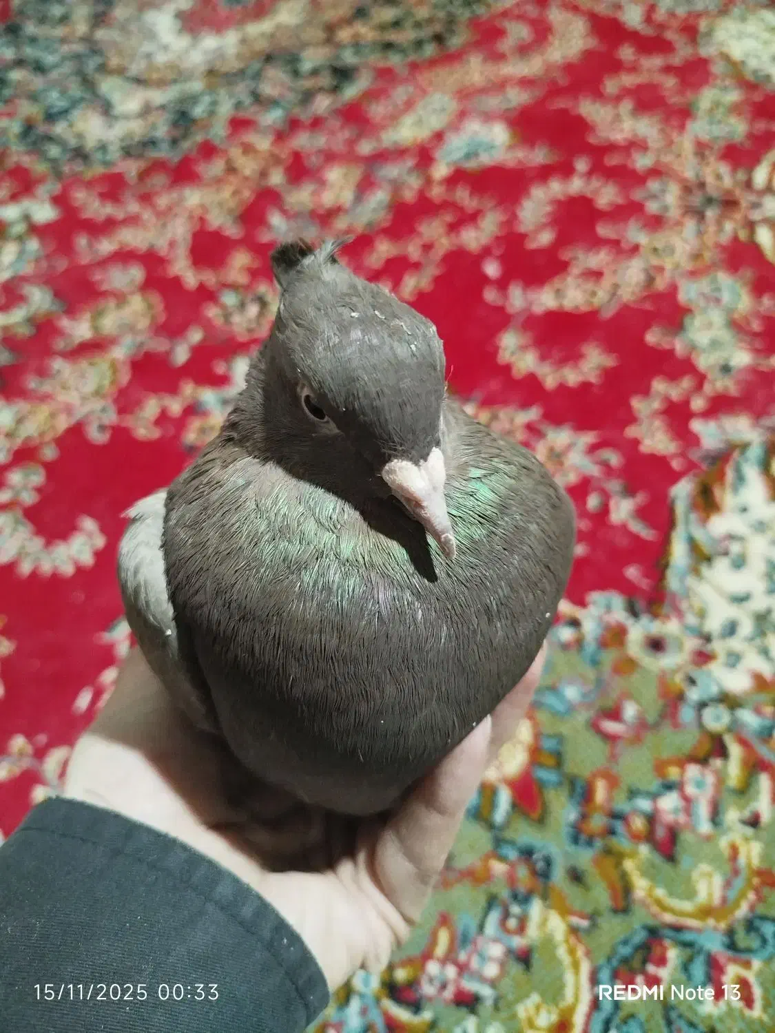 کبوتر قهوه دم سفید|پرنده|جنت, |دیوار