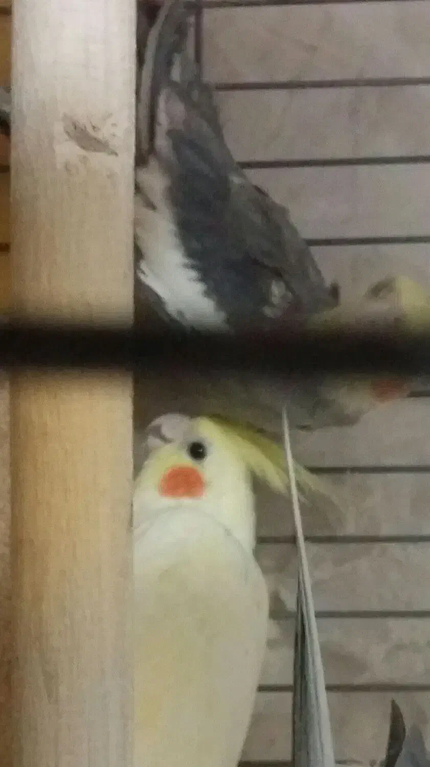 پرنده عروس هلندی|پرنده|اردکان, |دیوار