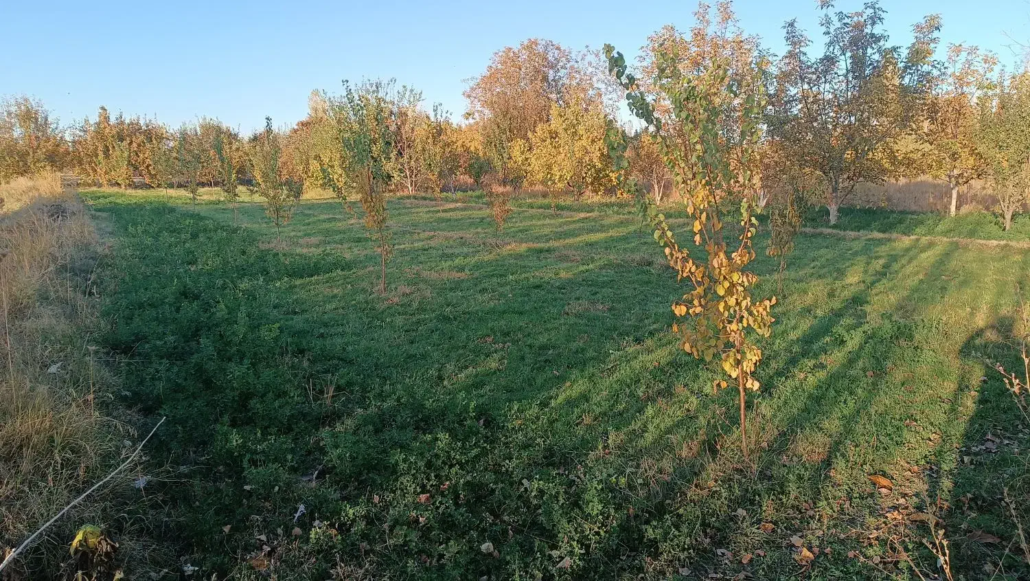 باغچه در طلاتپه|فروش دفتر صنعتی، کشاورزی، تجاری|نوشین شهر, |دیوار