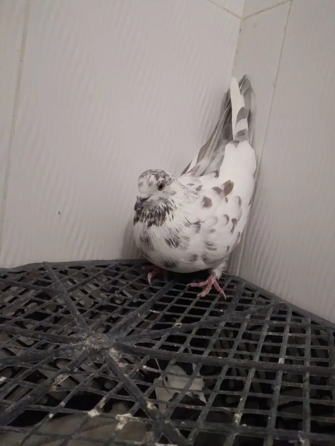 کفتر گمشده|حیوانات|مهریز, |دیوار