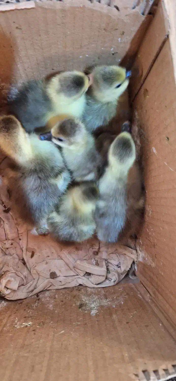 جوجه غاز|حیوانات مزرعه|هادی شهر, |دیوار