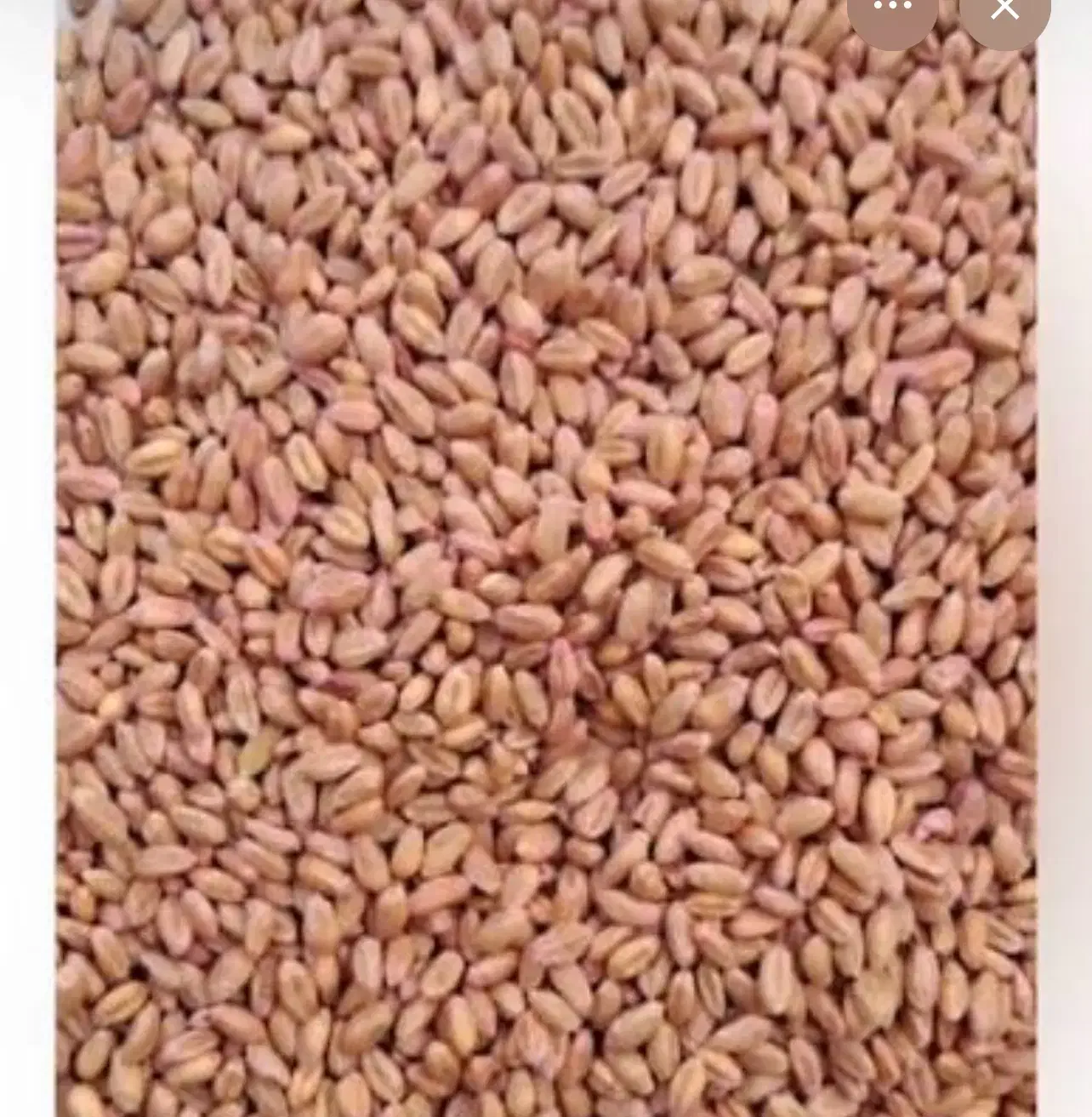 فروش گندم بذری ترابی|عمدهفروشی|زرقان, |دیوار