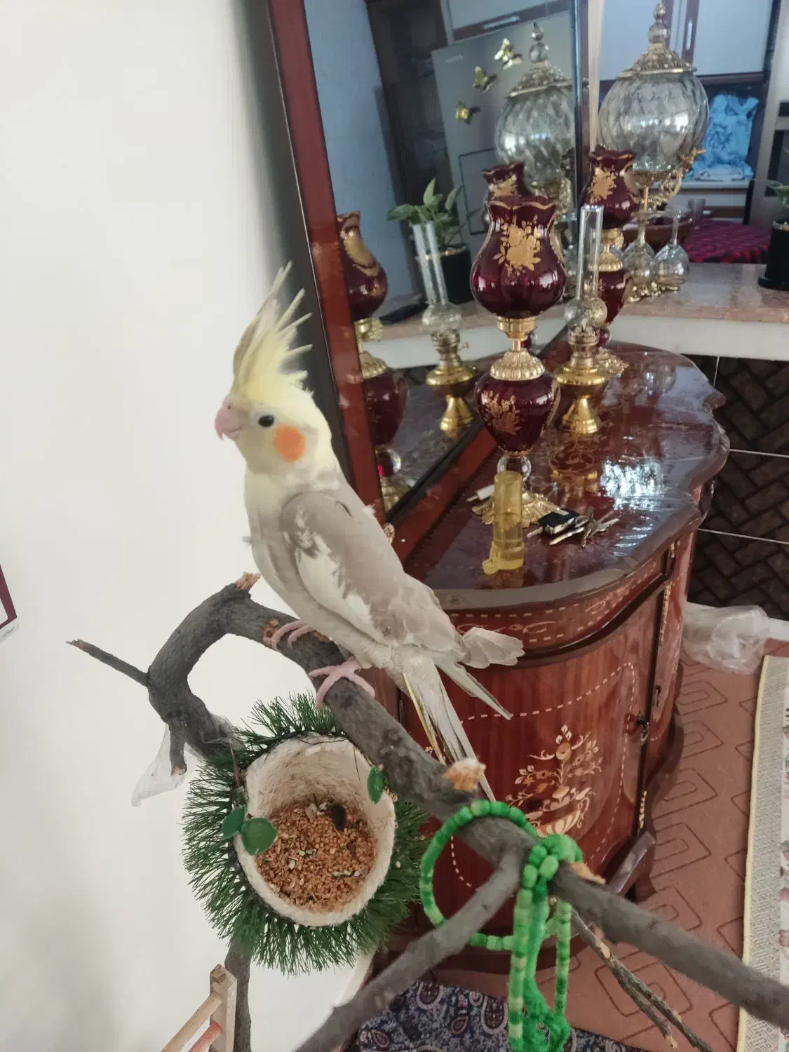 پرنده|پرنده|مرند, |دیوار