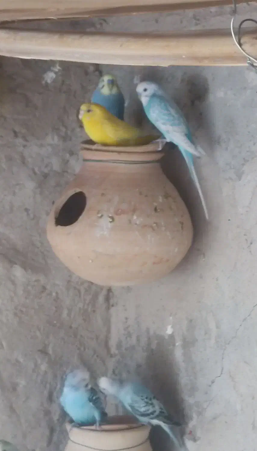مرغ عشق|پرنده|سراوان, |دیوار