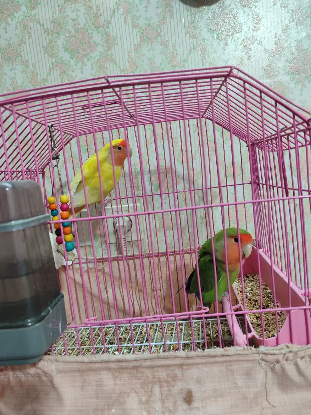 جوجه برزیلی|پرنده|شهریار, شهریار|دیوار