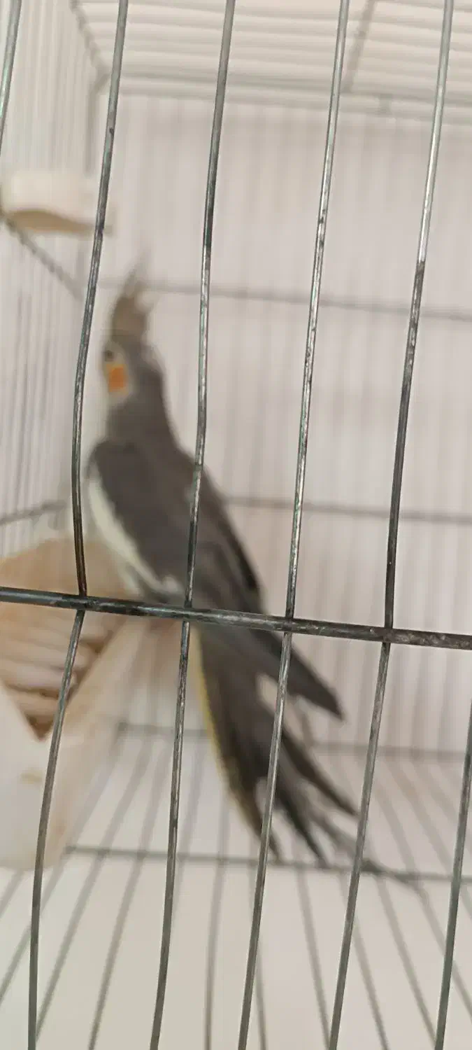 شلنگ هدرولینگ ریو|قطعات یدکی و لوازم جانبی|باسمنج, |دیوار