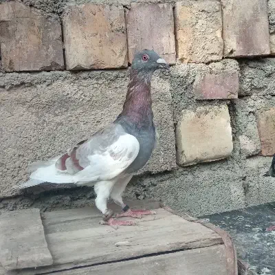 کبوتر|پرنده|آشخانه, |دیوار