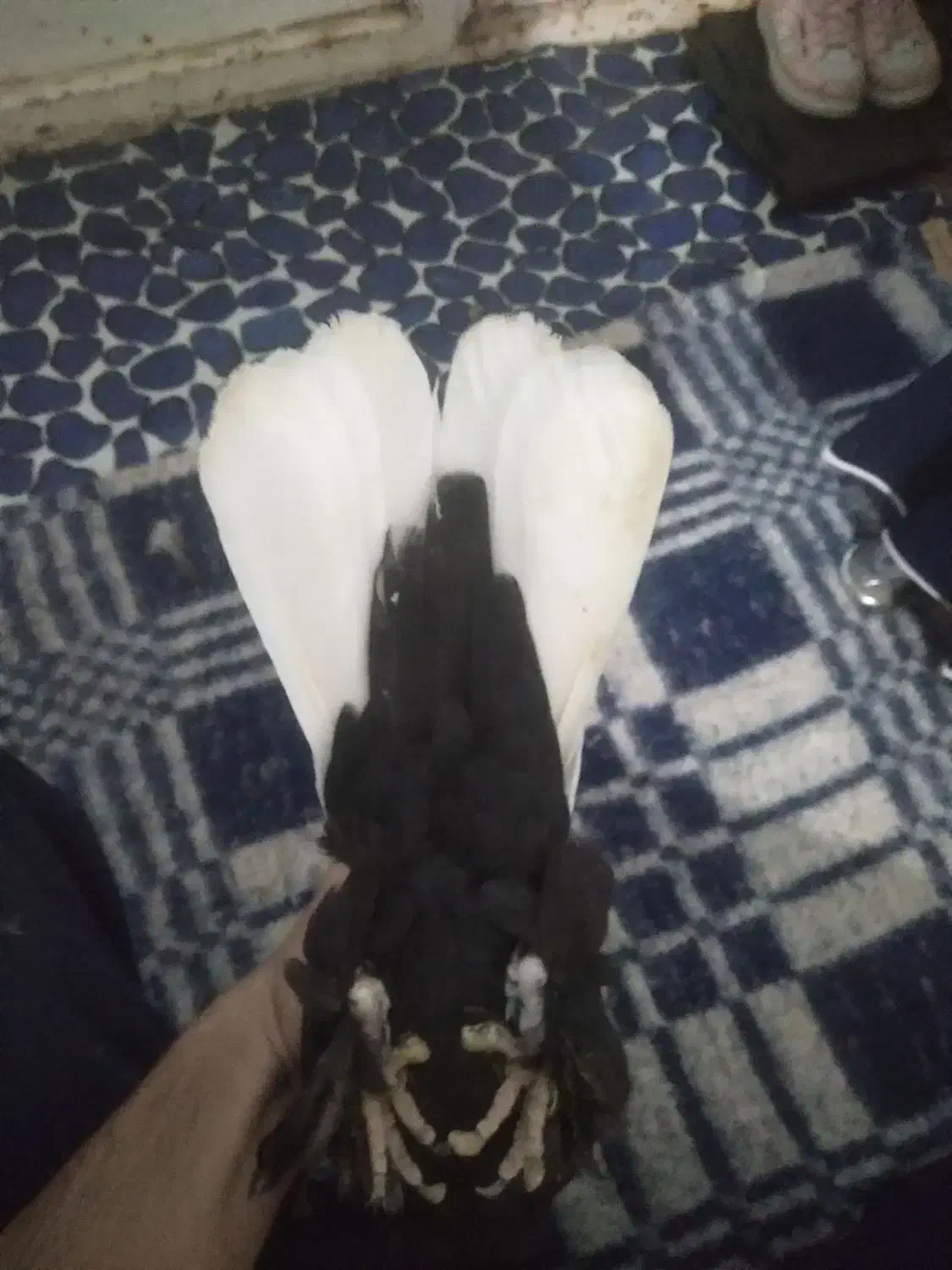 کبوتر|پرنده|بندرعباس, |دیوار