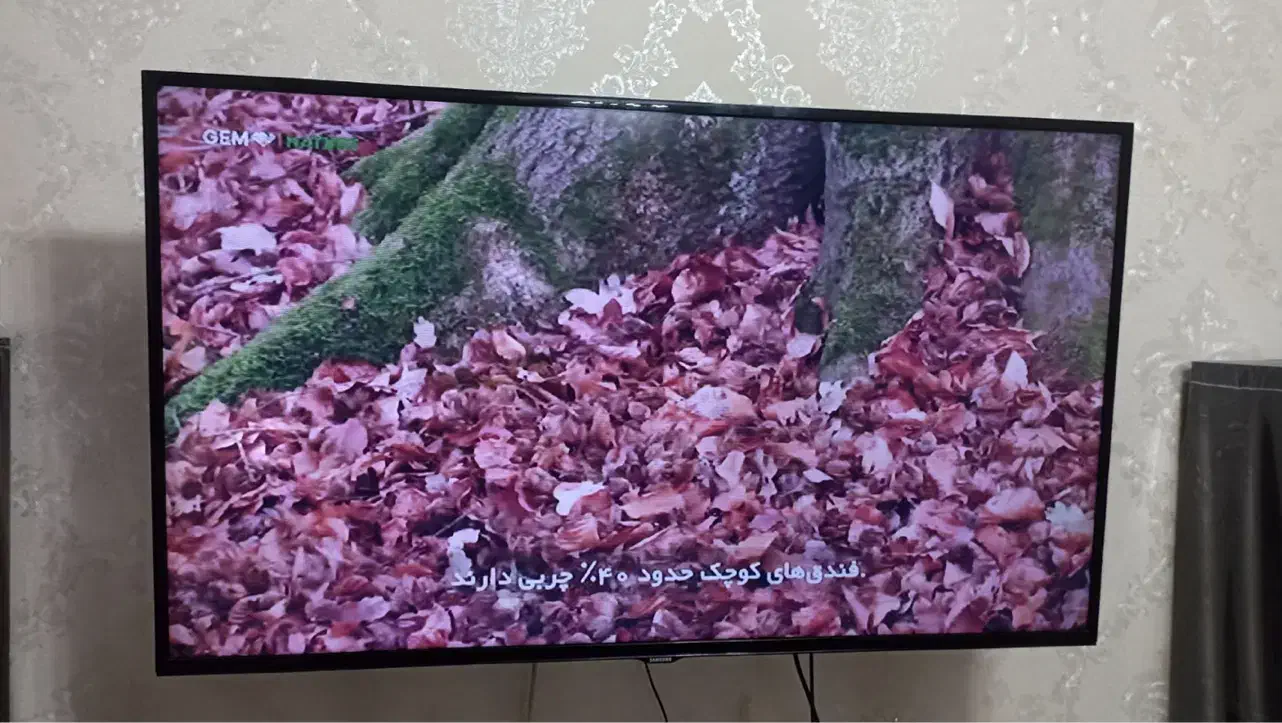 تلویزیون|تلویزیون و پروژکتور|آستارا, |دیوار