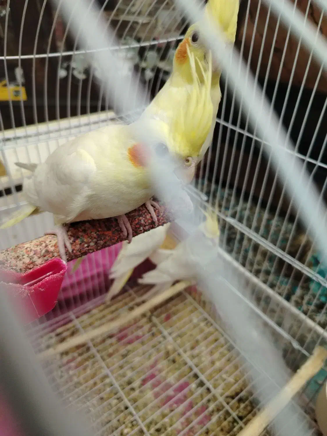 عروس لوتینوهلندی مولد4تا|پرنده|تبریز, |دیوار