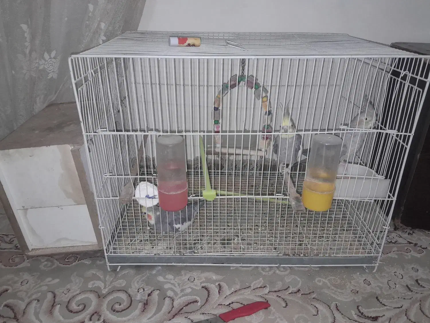 عروس هلندی|پرنده|مشهد, شهرک مهرگان|دیوار